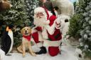 Dobbies has announced it is bringing the Santa Paws event to its Bury St Edmunds store.