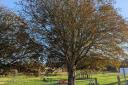 The Horse Chestnut at Meadow Park