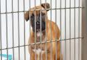 The RSPCA has been called to more than 500 reports of animal abuse so far this year in Suffolk