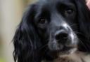 Puffin the Springer Spaniel has been stolen