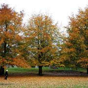 Five of the best places for an autumnal walk in Suffolk