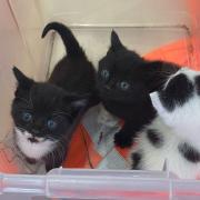 The three kittens were found in the bushes after being dumped by the roadside in North Cove. Picture: East Suffolk Council