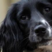 Puffin the Springer Spaniel has been stolen