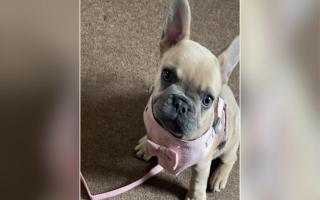 Bella the French bulldog puppy was stolen from her home in Ranville