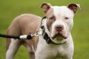 Data revealing how many XL bully dog applications have been approved by postcode has been published