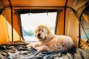 PDSA Vet Nurse Nina Downing has shared advice for pet owners who want to go camping with their dogs