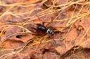 Check the map to see every sighting of the false widow spider in the UK.