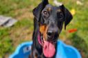Ruby the dobermann is looking for her forever home in Suffolk