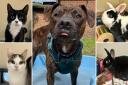 Could you give any of these Sussex RSPCA pets a home?