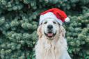 What toy will your dog get from Santa Paws at Dobbies?