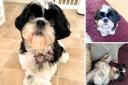 Scooby is a six-month-old Shih Tzu