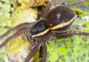 Fen raft spiders are thriving at sites across the region