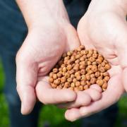 Hodmedod's works with farms in East Anglia and further afield to grow and sell a range of pulses and grains