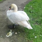 The injured male mute swan, which was attacked by a dog in Fen Park, Kirkley in Lowestoft and later had to be put down. Picture: Friends of Fen Park, Lowestoft