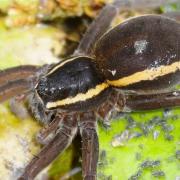 Fen raft spiders are thriving at sites across the region