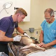 Vet Elliot Simpson Brown and Dr Gerhard Putter preparing dental treatment on Boo the aardvark. Picture: Mick Howes