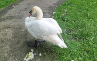 The injured male mute swan, which was attacked by a dog in Fen Park, Kirkley in Lowestoft and later had to be put down. Picture: Friends of Fen Park, Lowestoft