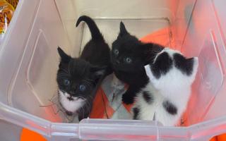 The three kittens were found in the bushes after being dumped by the roadside in North Cove. Picture: East Suffolk Council